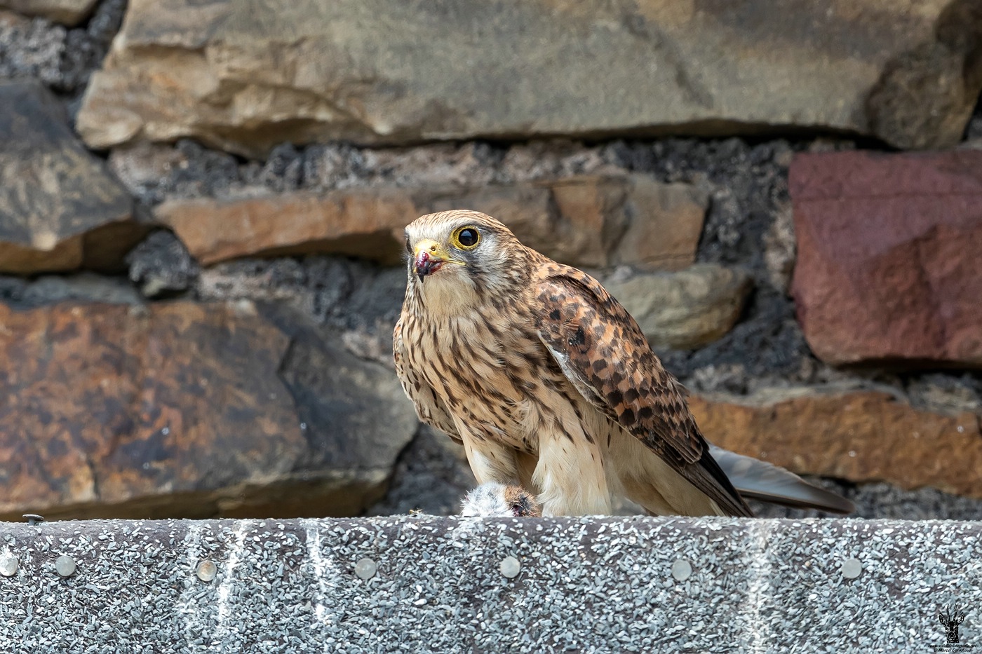 DX2_2910.jpg