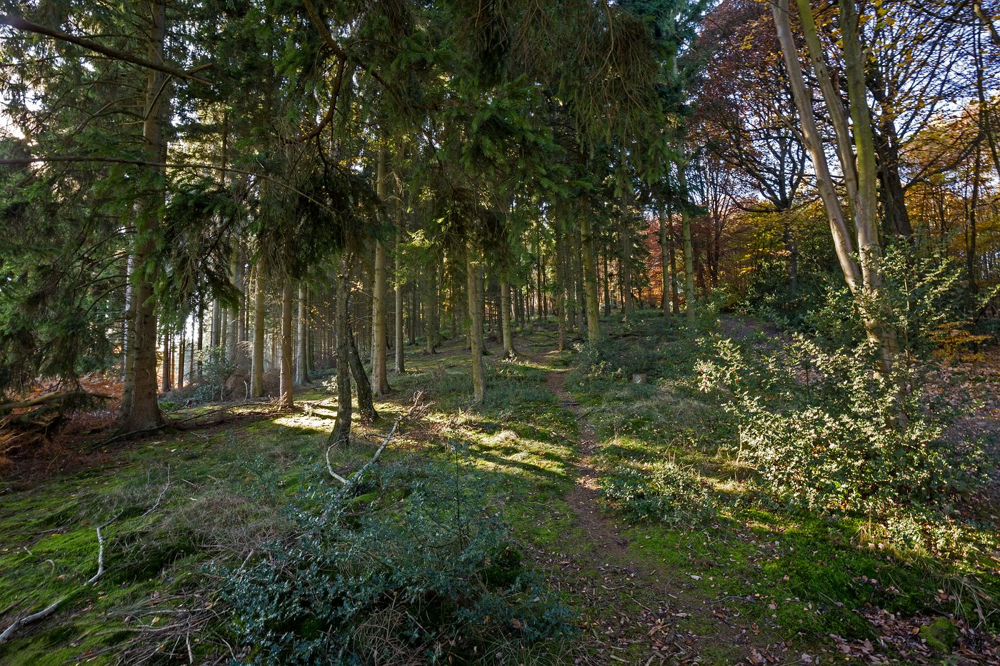 6D 000375.jpg
