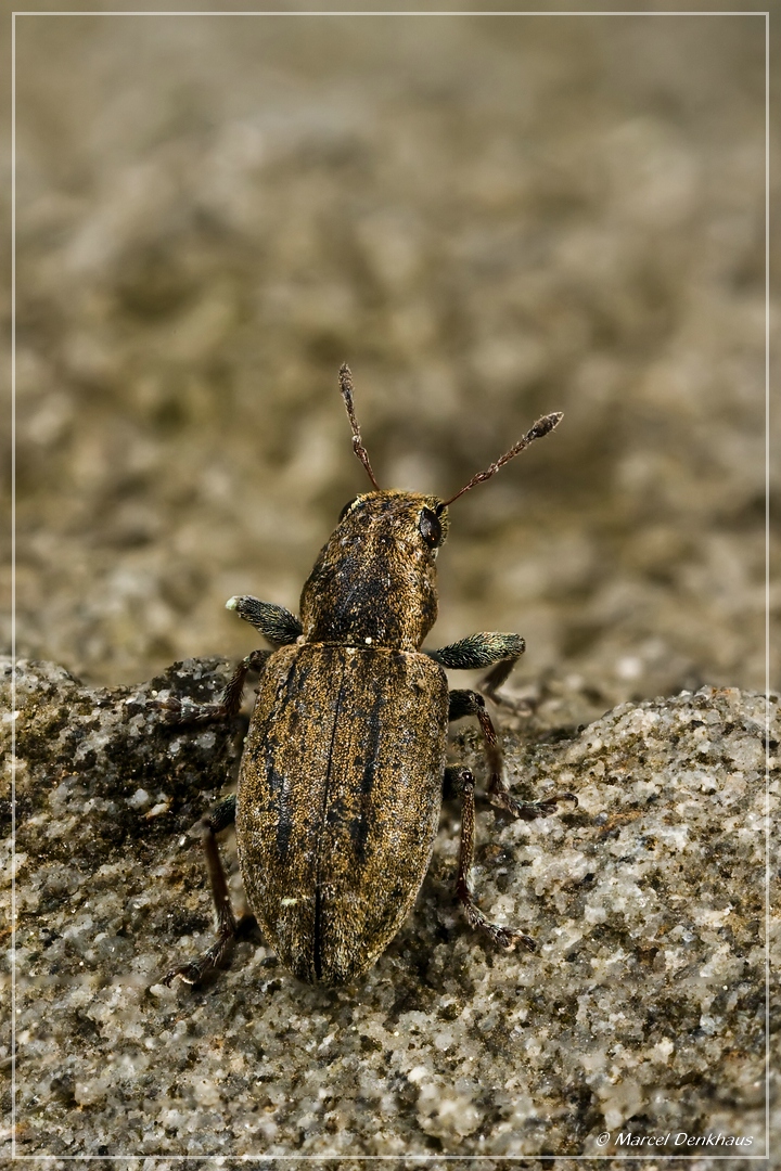 5D 01307_stack.jpg