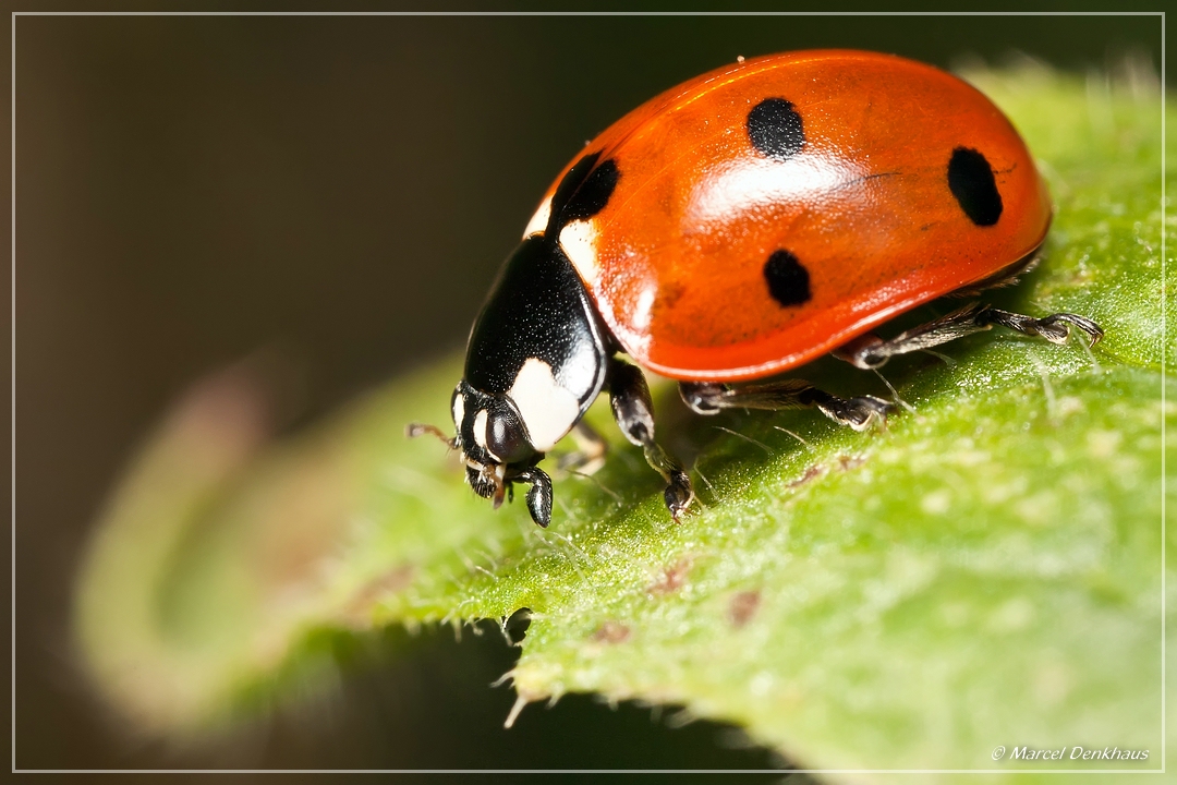 5D 01482 (7324+7326).jpg - Stacking (2 pics), 30% crop