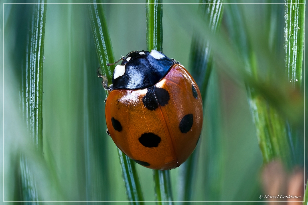 5D 01500 (7442-7456).jpg - 30% CropStacking, 14 pics