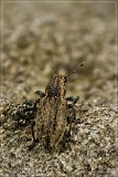 5D 01307_stack