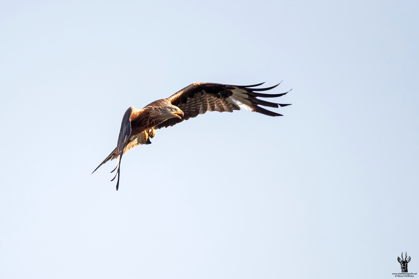 DX2_3595.jpg
