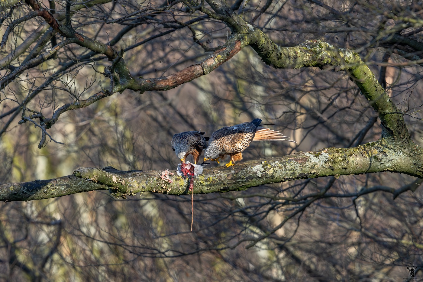 R5.2_20240302_10632-Verbessert-NRx.jpg