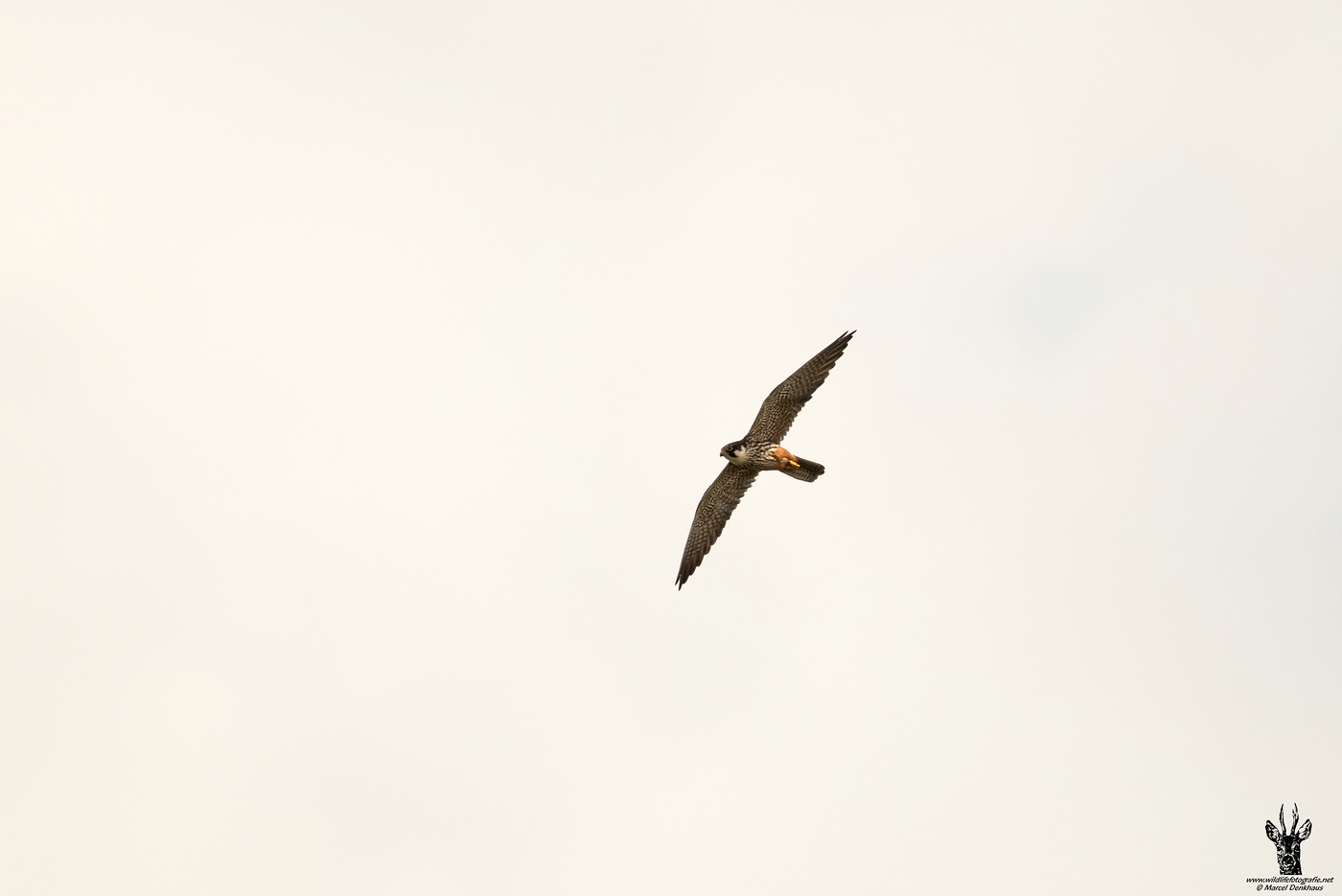 DX2_5328.jpg