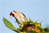 1DIV 000496