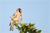 1DIV 000502