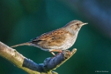 1DIV 002127