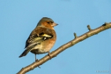 1DIV 002170